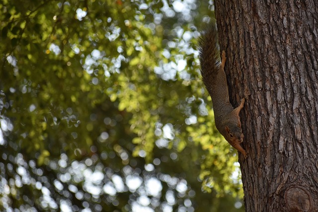 加克波被视 加克波被视